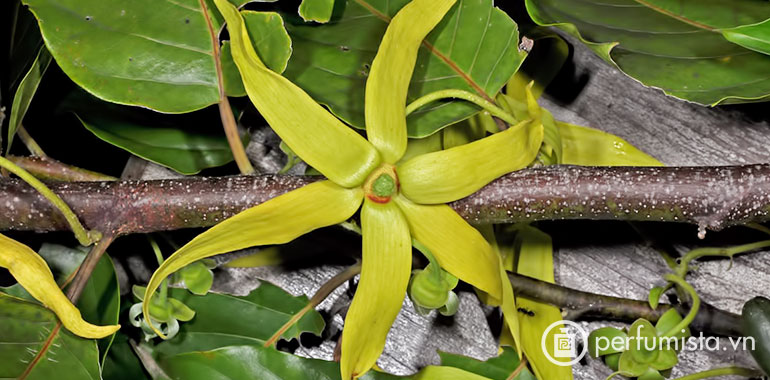 Hoa Ylang-ylang Madagascar