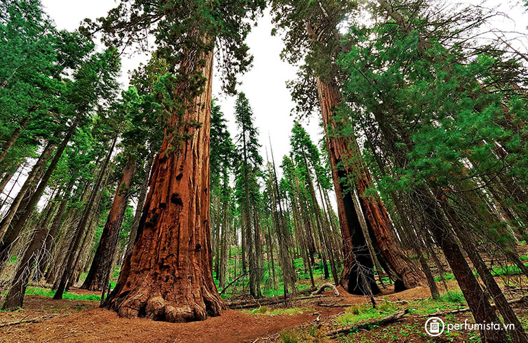 Hương gỗ Sequoia