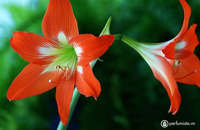 Hoa loa kèn đỏ (Amaryllis)