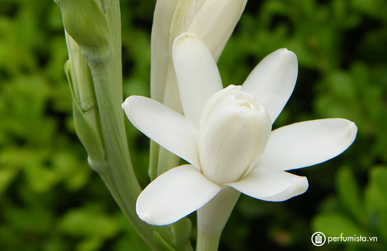 Hoa huệ trắng Ấn Độ