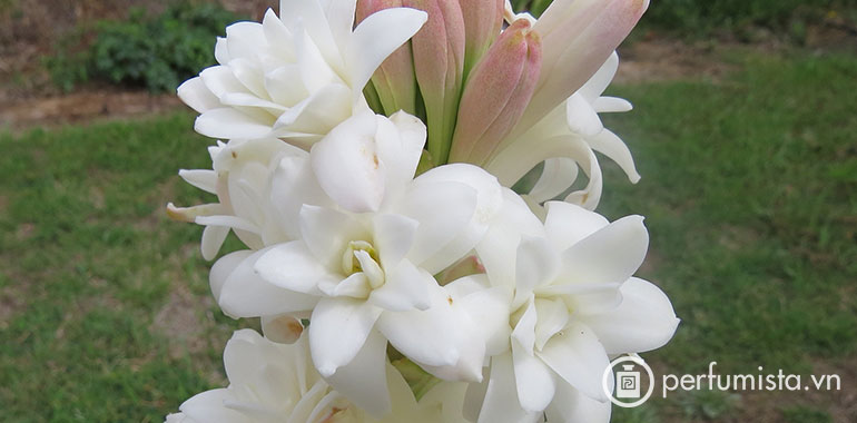 Hoa huệ trắng Ấn Độ