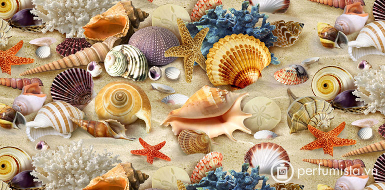 Hương nước hoa Seashells - Vỏ sò biển