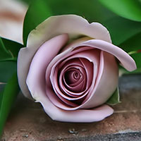 Hoa hồng Bulgary