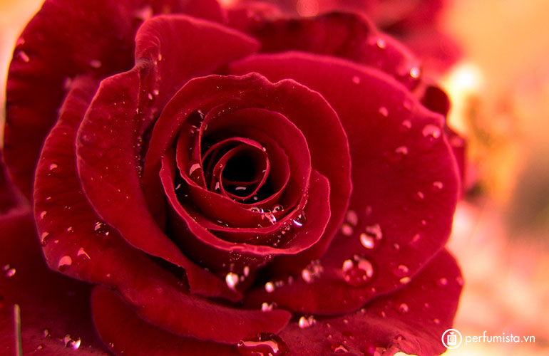 Hoa hồng Morocco