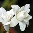 Hoa huệ trắng Ai Cập