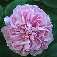 Hoa hồng Taif