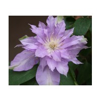 Fleur De Lilac