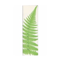 Forest Lily