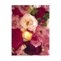 La Rose Legere