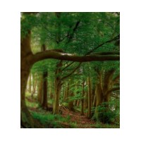 Precious Forest