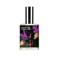 Calypso Orchid