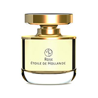 Rose Etoile de Hollande