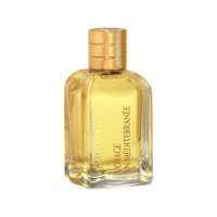 Mimosa de l`Esterel